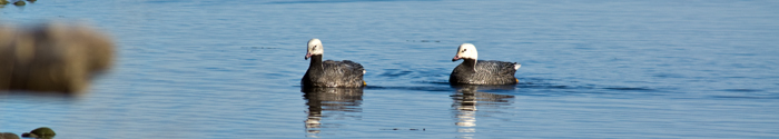 Emperor Geese